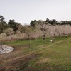 【新潟・長岡】悠久山の枝垂桜。