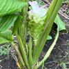 菜園の草取り・・・終わりなき草との闘い