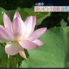 淡いピンクの花　古代ハスが見ごろ【熊本】