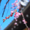 ご近所の桜の開花状態 03/27