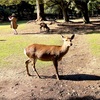 【旅行】奈良といえば鹿と大仏！弾丸旅行のおすすめ観光地をご紹介。