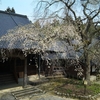 浄蓮寺　しだれ桜