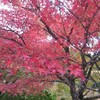 紅葉の弘源寺に行きました。