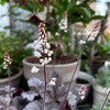 ＊開花中のヒューケラ