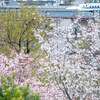 2022-04-03 枝垂れ桜