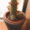 サボテンの胴切りと植え替えをした