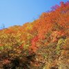 紅葉の山へは行けなかった