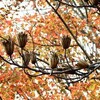 小幡緑地 晩秋を味わう