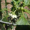 野菜の花