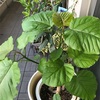 ウンベラータ剪定・・その後