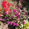 庭の花　枯れるまで楽しもう^^