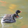 千里南公園のカイツブリの子育て他