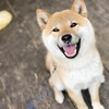 「昭和のアパート」に迷い込んだ犬（『犬がいた季節』を読んで思い出したこと）。