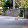 宮古諸島のねこさん