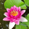 蓮の花