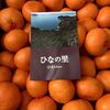 今年も真穴みかんの季節がやってきた！真穴みかんの最高級品『ひなの里』は自分へのご褒美です