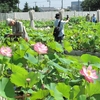 旧東大農場ハス見本園　平日の一般公開始まる