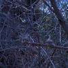 フナシスズメバト Plain-breasted Ground Dove
