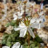 コシジオウレン - 長居植物園