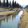 小瀬の川の鯉