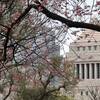 早咲き桜と梅と国会議事堂「国会前庭」は穴場の花見スポット｜2025年開花状況、河津桜、カンヒザクラ、入園料、開園時間、アクセス（東京都千代田区永田町）