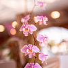 春を告げるランの花