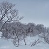 霧氷がついた木々の間を行く