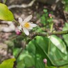 2024年5月の花木と草花　1.レモンの木～