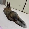 今日こそロップぽてこやったのに