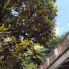 埼玉県花と緑の振興センター