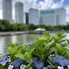 【浜離宮恩賜庭園】で紫陽花（あじさい）と高層ビルのコントラストを楽しむ