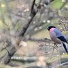 里山の野鳥たち