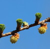 桜咲く（4月28日）