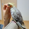 33,34日目　机の下、座椅子の上、どこでもオカメインコ