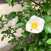 風雨に咲く薔薇