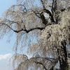 まるで桜の滝！江戸時代から続く歴史ある水中のしだれ桜！