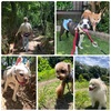 2025年6月8日🐾 今日のマヤ暦