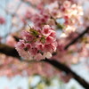 桜をSILKYPIX Developer Studio Pro 6で現像
