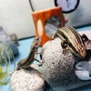 グラニットケイブは小動物の爪研ぎに◎