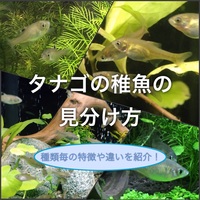 ドブガイ タナゴ繁殖用におすすめの二枚貝を紹介 たなごgo ドブガイ タナゴ繁殖用におすすめの二枚貝を紹介 たなごgo