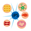 iPS細胞に関する雑学！