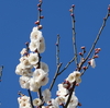 梅の花で春の訪れを感じる「習志野市梅林園」