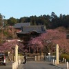 聖天院の桜開花