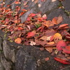 　晩秋の京都、紅葉