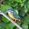 鳥撮散歩　暑い朝でしたが、カワセミに会えればそれで良し！