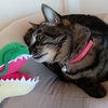 まるちゃん😺と神龍シェンロン🐉