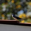 アイイロツバメ(Blue-and-white Swallow)など