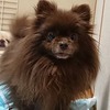 No.180218B-PMF（ポメラニアン 6歳くらい 2.8Kg ♀)