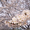 美しい桜の木