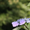 紫陽花は雨降りに